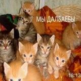 ДЦП Crew