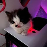 Котик из коробки