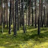 Шаманство, расстановки и переезд