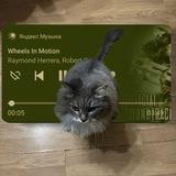 Жизнь Акины🐱