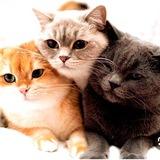 Cat Club