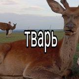 roma bashkir