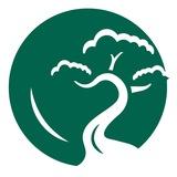 Питомник «О₂» 🌳 Павловния 🌳 Сосны 🌳 Ниваки