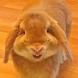 Бубик🐇