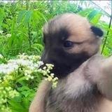 мирончик тута