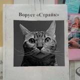 кошька