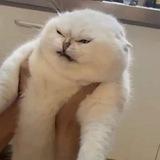 I SEE CREAM