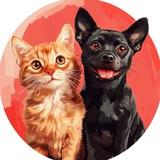 Кошечки & Собачки🐱🐶