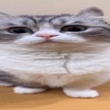 чилифоник🎖️🎖️🎖️🎖️(FREECHILIFONIK) ²⁰ + ⁵ = ²⁵