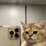 cat core [strange catposting^^]