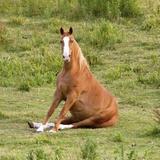 Год Лошади 🐴