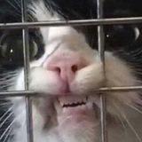 котеледон