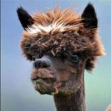 Mamalyga🦙