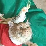 smart_cats_tv