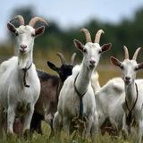 Про Дивеево глазами Юли 🐐