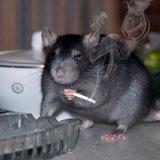 МышАтник🐀