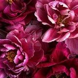 Roze Pepper