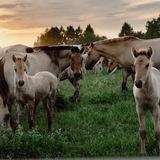 Отдых Ранчо на Урале 🐴