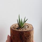 Суккуленты Саши