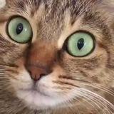 СМЕШНЫЕ 🐱 КОТИКИ МЕМЫ