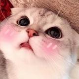 Котики Согреют 😺😺😺😺😺