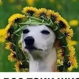 Депрессивные щи
