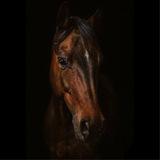 Dressage on eskadron