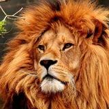 Live Nature