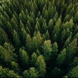 🌲ЛЕС ГЛАЗАМИ ЛЕСНИЧЕГО МИНУСИНСК и РАЙОН🌲