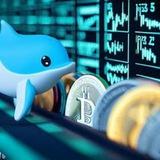 Lil whale trading
