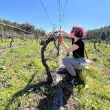Wineshire