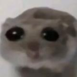 хомяк 🐹