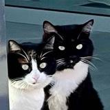 Степа, Макс и котики 🐈⬛