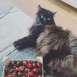 Sulphur and cats