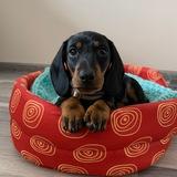 Дневник Иосифа🐾