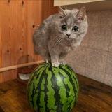 Чмото вот