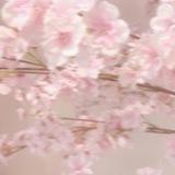 ୨・ʚyoure cherry dreamɞ・୧