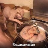 Nocatnoskin