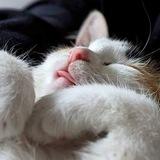 Кошкины заморочки