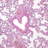 Ася смотрит в микроскоп 🔬