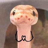 Год Змеи 🐍