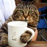 Утренняя порция котиков😹