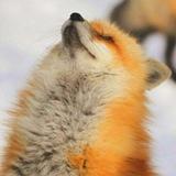 Лисы | Rain Foxy