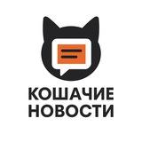 Кошачие Новости