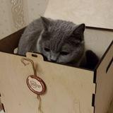Yata! 🐈