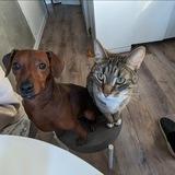 Котики и собачки🐾