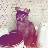 😼